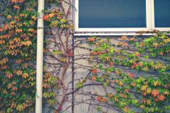 壁の秋