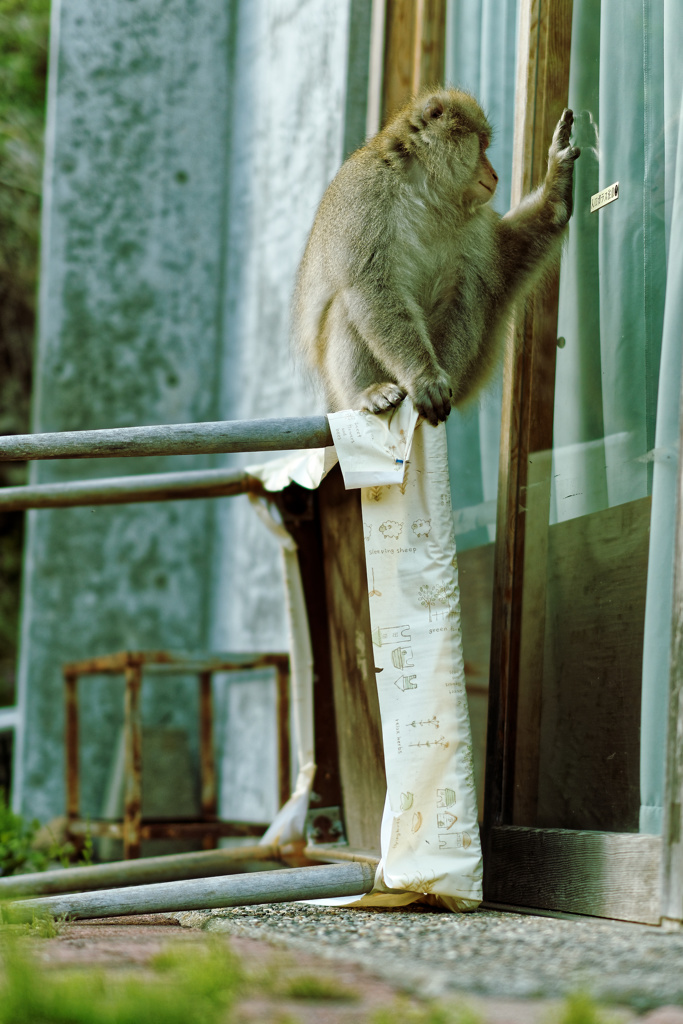 たそがれるサル