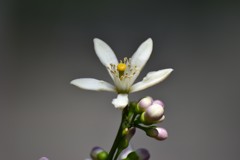 島レモンの花