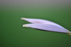 オオハマオモトの蕾