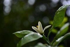 ダイダイ