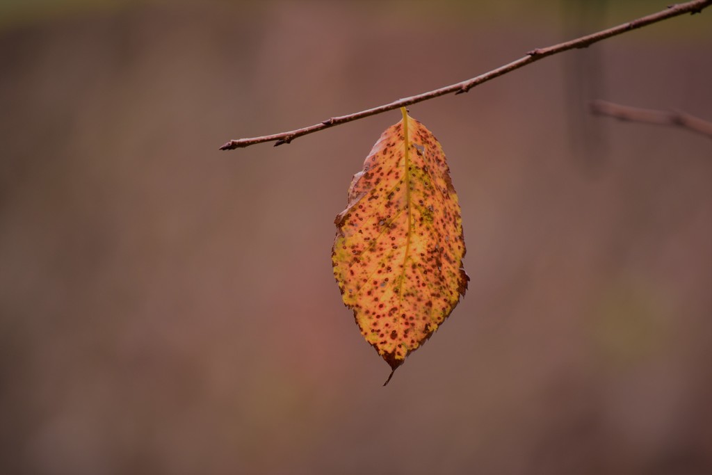 紅葉