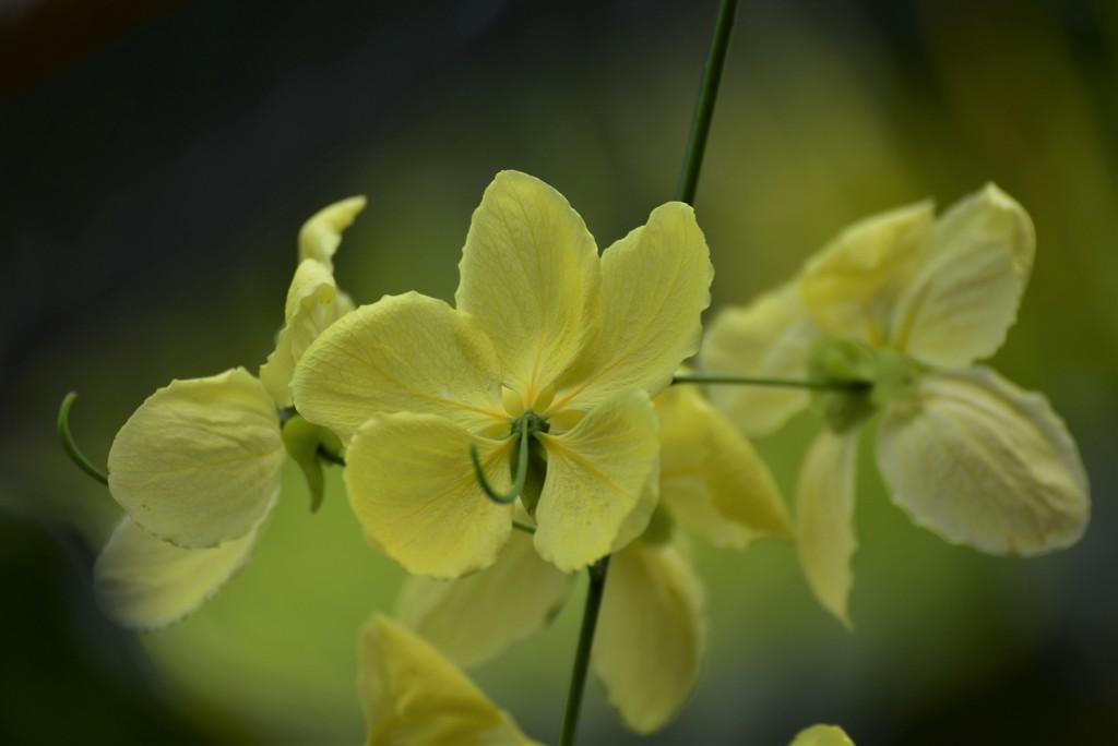 ナンバンサイカチ