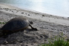 海に帰るアオウミガメ