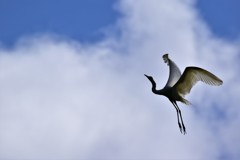 もっと高く　あの雲まで…