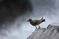 砕ける波を背に