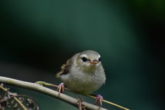 ハシナガウグイス