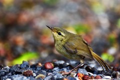 ハシナガウグイス　５
