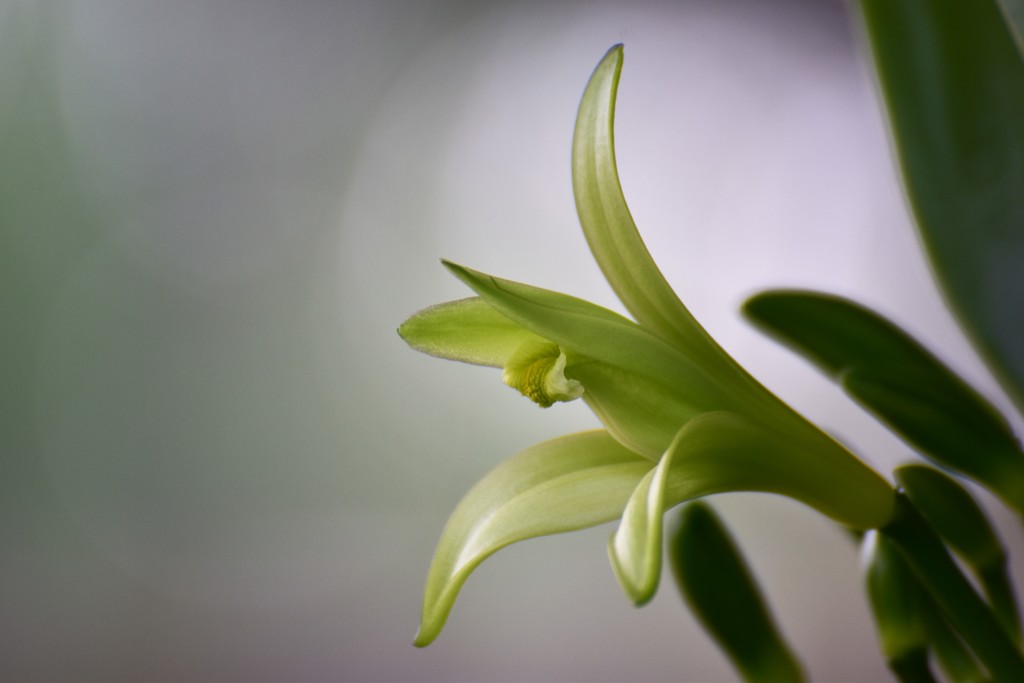 バニラの花