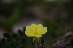 夜を待つ草