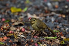ハシナガウグイス　１