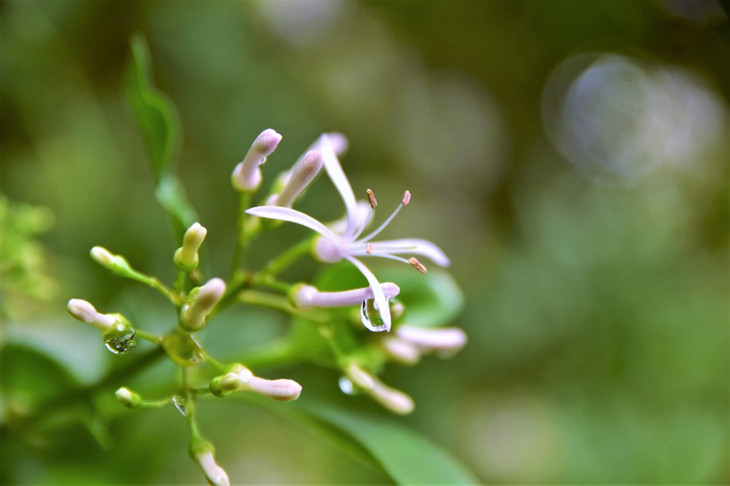 秋の桜・・・