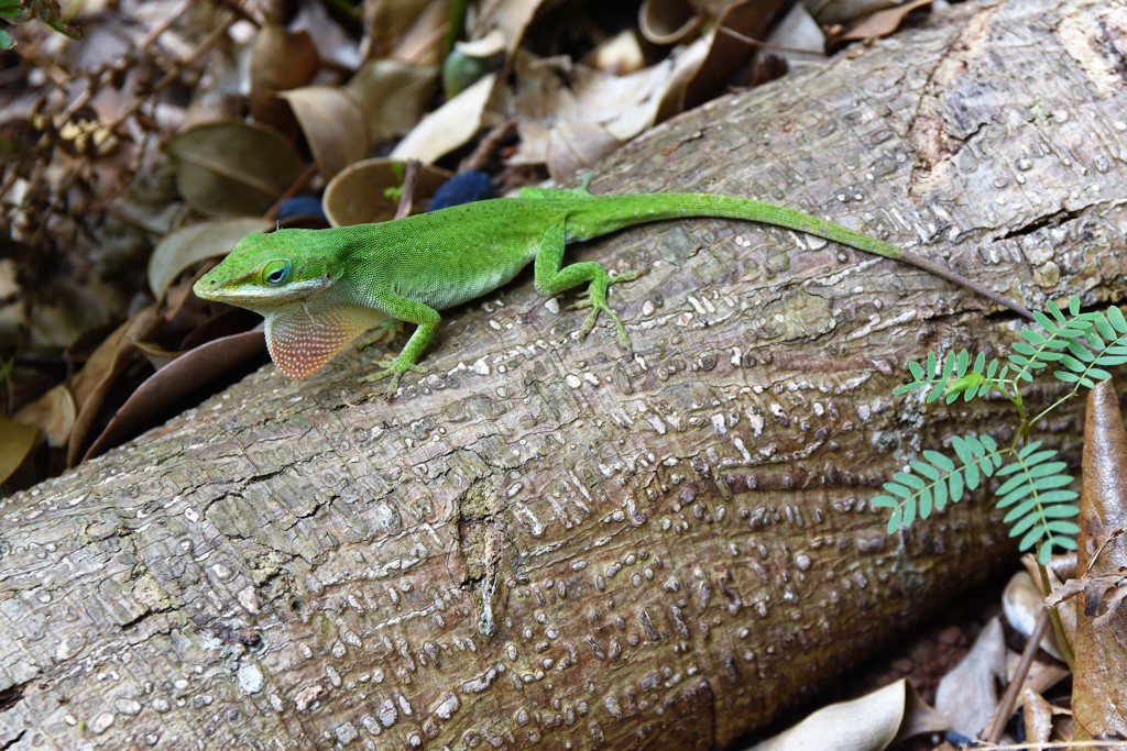 グリーンアノール