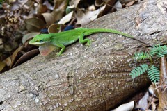 グリーンアノール