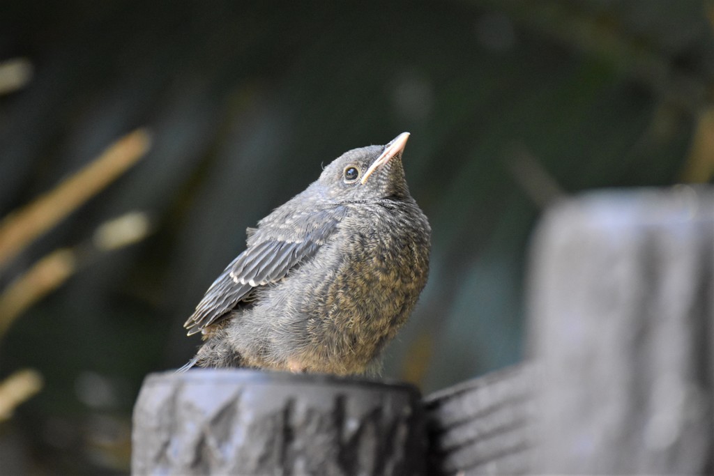 巣立ちした鳥