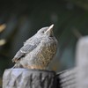 巣立ちした鳥
