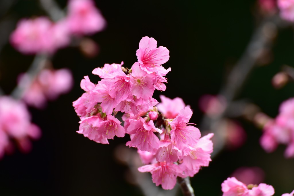 寒緋桜　２