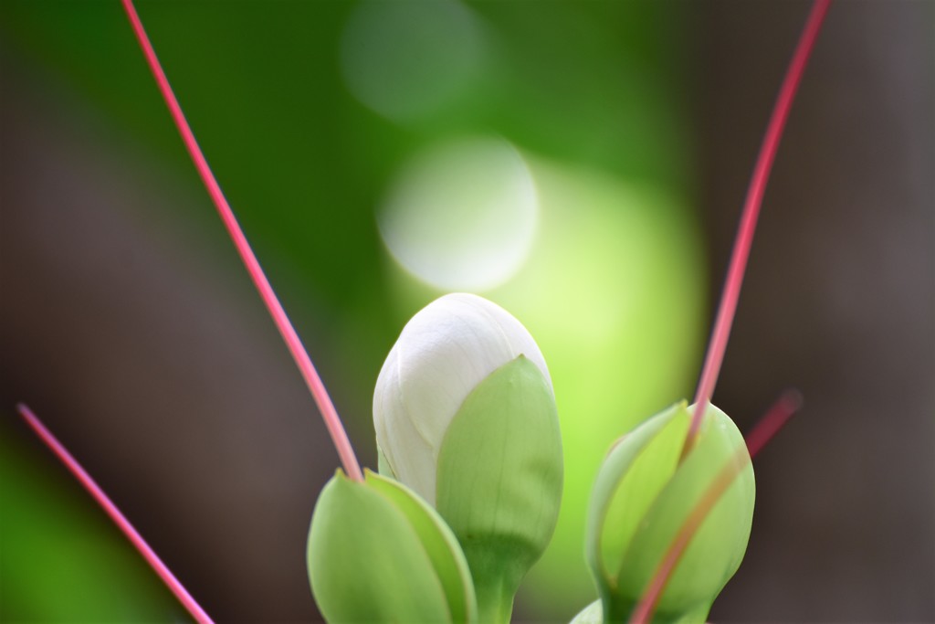 コバンノアシの蕾