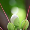 コバンノアシの蕾