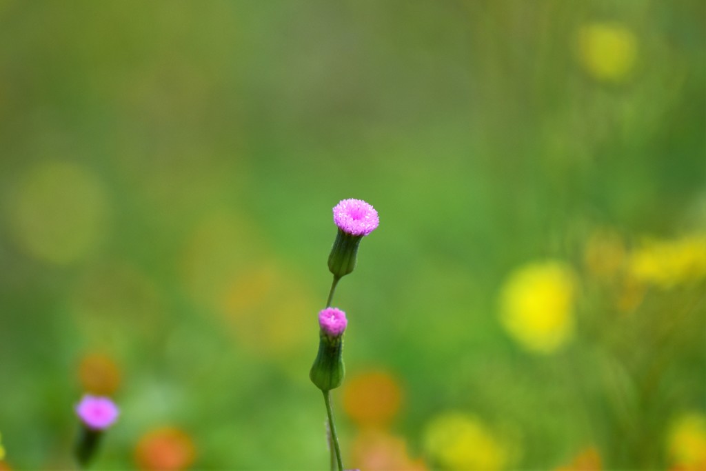 野の花