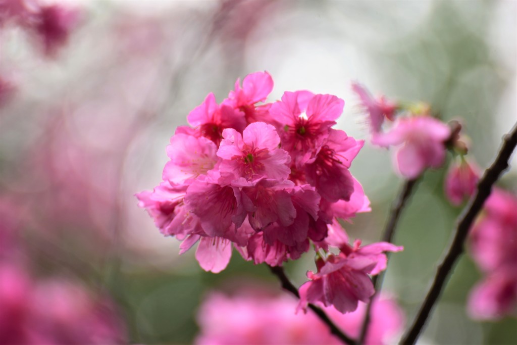 寒緋桜