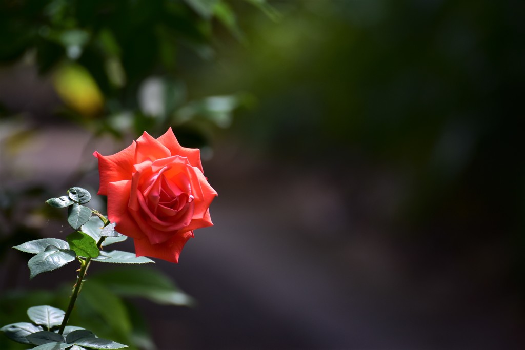 薔薇の咲く道