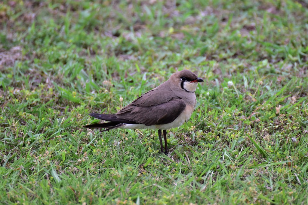 ツバメチドリ？