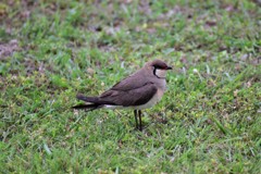 ツバメチドリ？