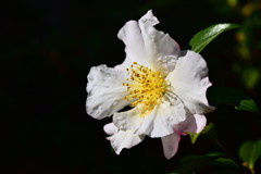 山茶花