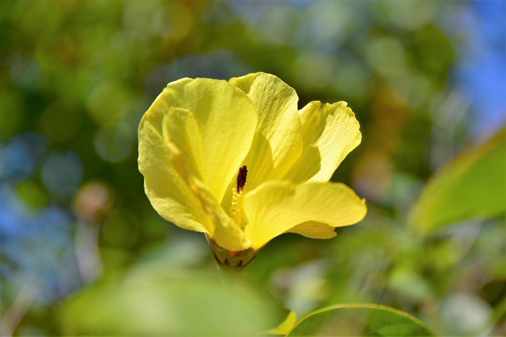 テリハハマボウ