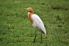 アマサギ