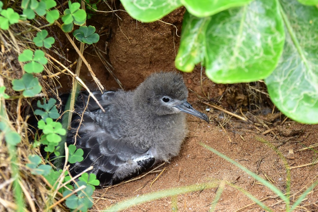 オナガミズナギドリ