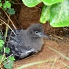 オナガミズナギドリ