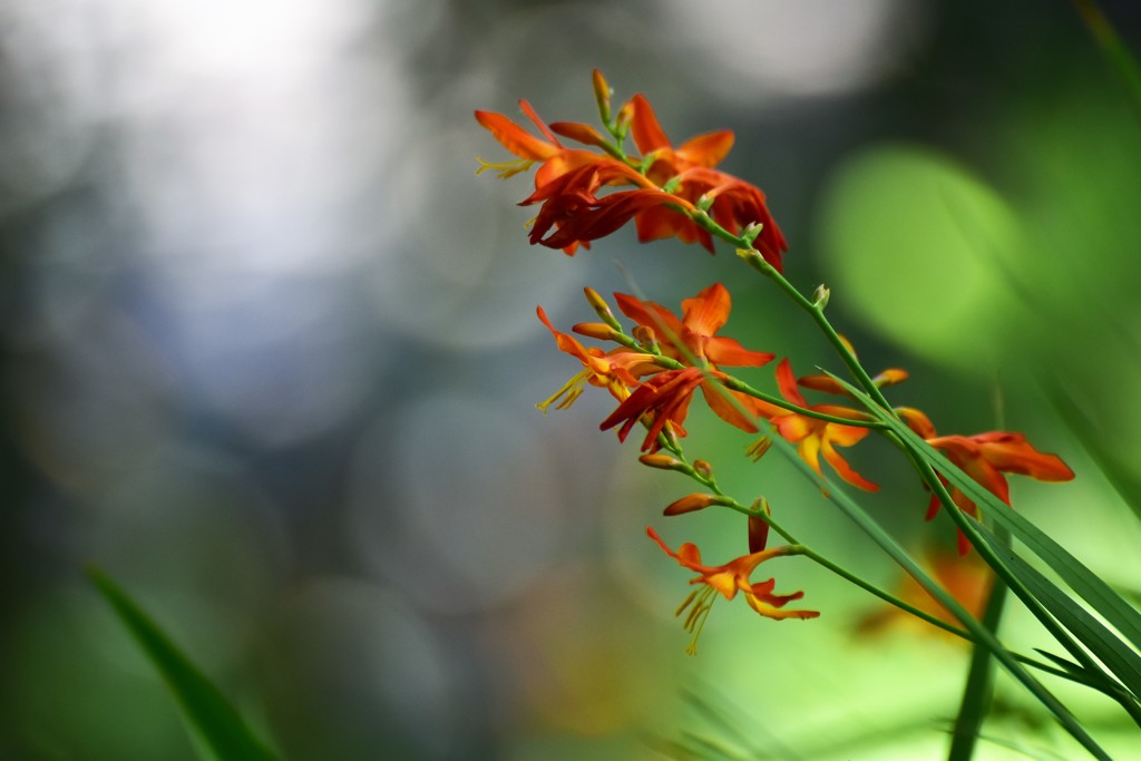 ヒオウギズイセン