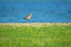 春の海辺で