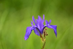 カキツバタ
