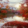 昭和記念公園・紅葉の日本庭園の夕景