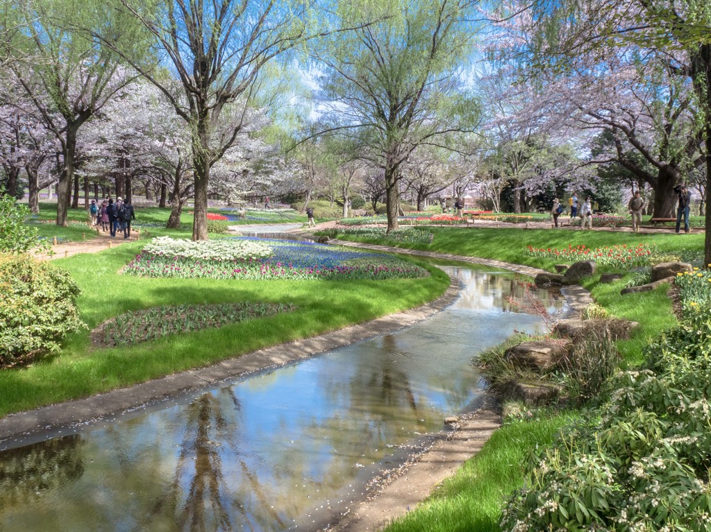 昭和記念公園の春