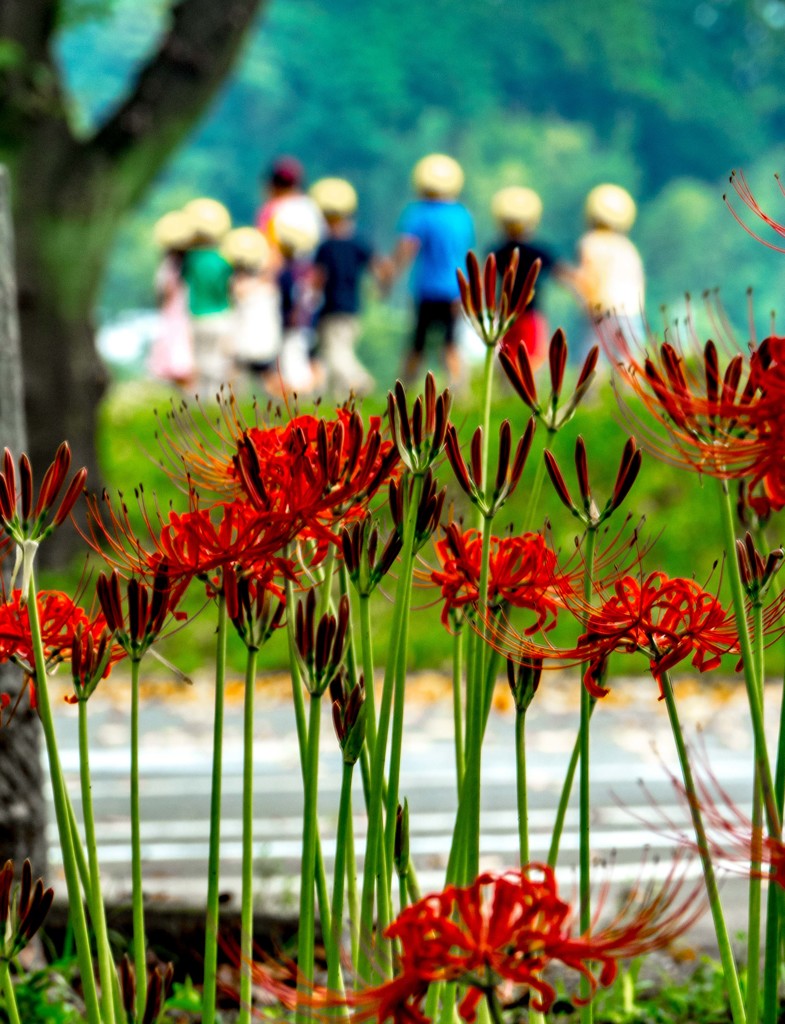 巾着田曼珠沙華公園の曼珠沙華と園児