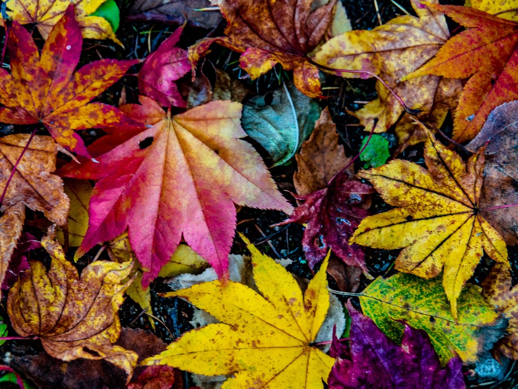 笛吹キャンプ場の掃き集められた紅葉の落葉