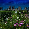 マジックアワーの多摩川河川敷に咲くコスモスと高層マンション群