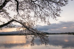 日の出前、桜