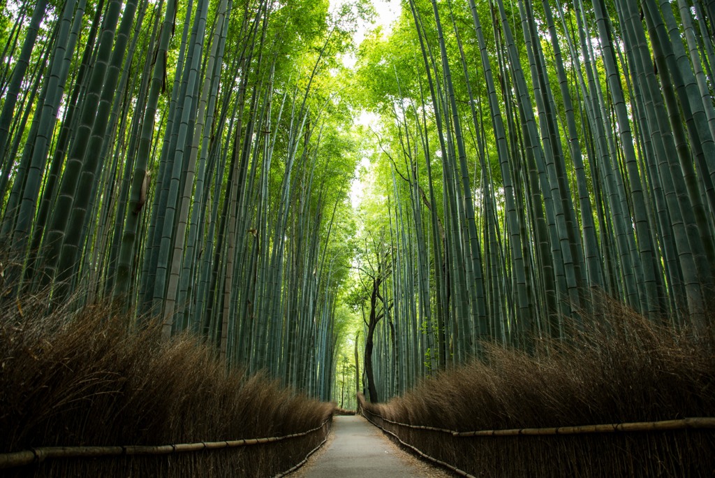 嵯峨野竹林の道