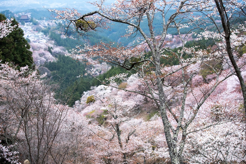 吉野、上千本