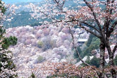中千本、山桜