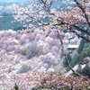 中千本、山桜