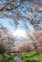 ４月末の桜