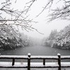 凍てつく池