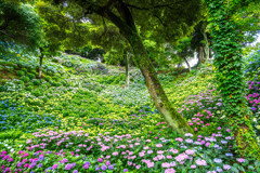 紫陽花の園