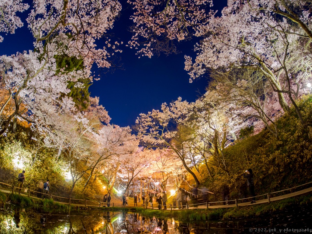 高遠、満開の夜桜